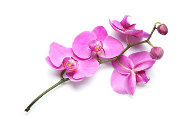 Fototapeta na wymiar Beautiful orchid flowers on white background