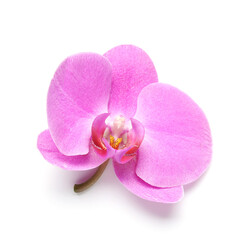 Fototapeta na wymiar Beautiful orchid flower on white background