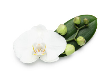 Beautiful orchid flower, leaf and buds on white background