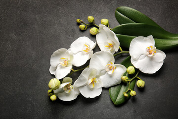 Naklejka na ściany i meble Beautiful orchid flowers and leaves on dark background