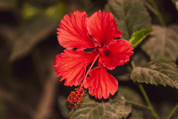closeup of a red hibiscus flower in the garden