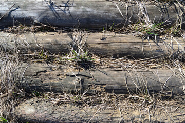 A close-up of scattered old large round logs lying in dry grass on the ground.