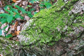 岩を覆う苔