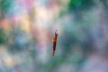 蜘蛛の糸に引っかかる落ち葉