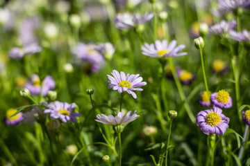 Obraz na płótnie Canvas Violet Aster flowers bloom in the garden