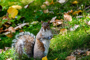 Squirrel in the city park