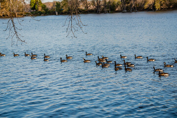 Geese activities in the autumn 