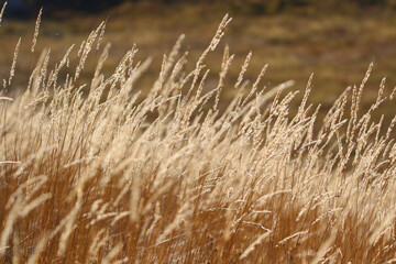 Obraz premium grass in the steppe