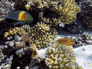Fototapeta na wymiar Hard and soft coral community structures of the Red Sea