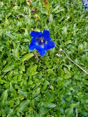 Blauer Enzian, einzelne Blüte