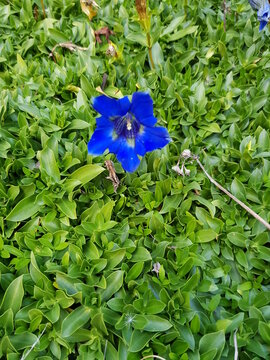 Blauer Enzian, einzelne Bl&uuml;te