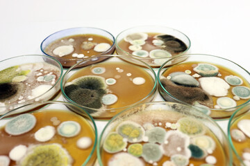Colonies of yeasts, molds, fungal testing in clinical samples, Malt Extract Agar in Petri dish...
