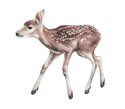 animal sketch beautiful spotted deer forest inhabitant cute young one winter and New Year theme watercolor drawing