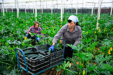 woman and man harvesting crops in greenhouse