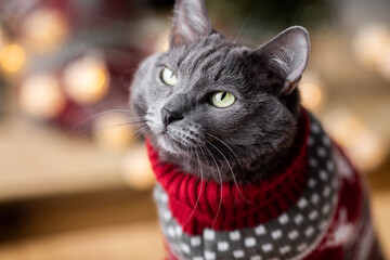 Beautiful fluffy gray cat in a red Christmas sweater on a background of lights garlands