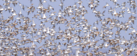 waders in  flight at beach