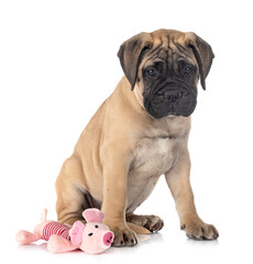 Obraz premium puppy bullmastiff in studio