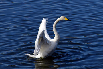 今年も訪れたオオハクチョウたち。羽ばたく。成鳥1羽。2020年11月