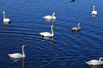 今年も訪れたオオハクチョウたち。2020年11月