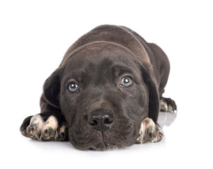puppy cane corso