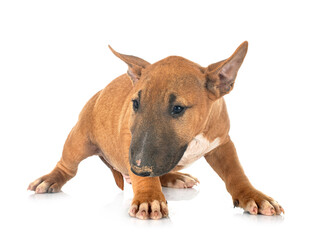 puppy Miniature Bull Terrier