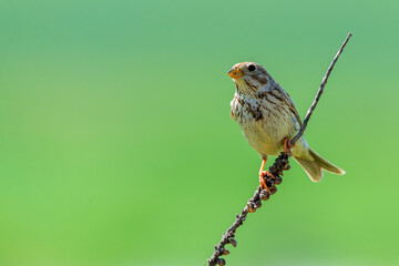 The Corn Bunting or Miliaria calandra in habitat
