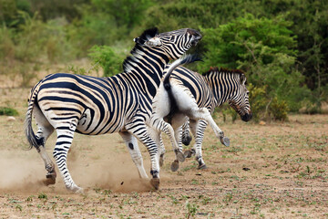 Fototapeta na wymiar The plains zebra (Equus quagga, formerly Equus burchellii), also known as the common zebra or Burchell's zebra, male prevents stallions courtship.