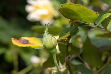 yellow flower in the garden