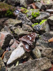 butterfly on stone