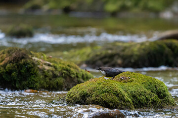 White-throated dipper or Cinclus cinclus on a mountain river