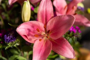 pink and yellow flower