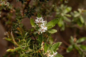 Obraz premium flowers in the garden