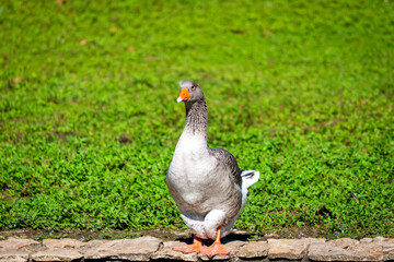 The gray home goose is domestic