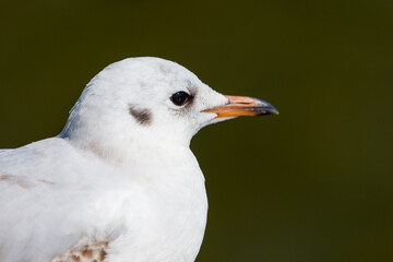 Seagull are birds in the family Laridae