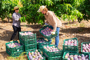 Portrait of young bewhiskered man working in fruit garden on sunny fall day, arranging boxes with freshly harvested mangoes..