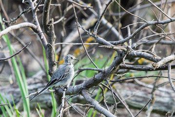 White Wagtail or Motacilla alba. Wagtails is a genus of songbirds. Wagtail is one of the most useful birds. It kills mosquitoes and flies, which deftly chases in the air