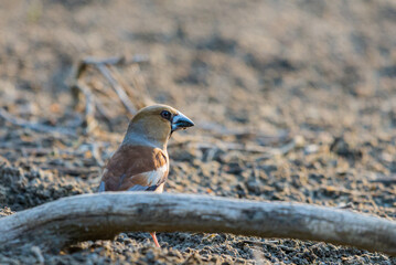 A common hawfinch or Coccothraustes coccothraustes