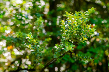 Buxus sempervirens bush - details and texture on the leaves