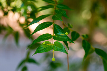 Young dogwood or Cornus mas plant