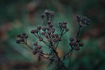 flowers in the forest
