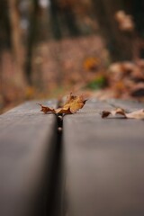 autumn leaves on a bench
