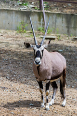 Gemsbok or gemsbok or Oryx gazella in zoo