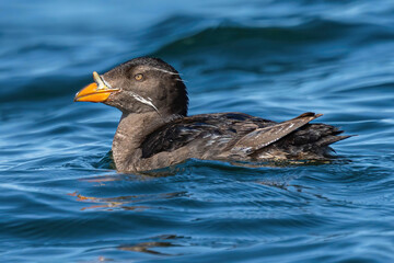 Swimming Rhinoceros Auklet in Tofino
