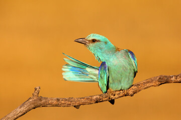 The European roller (Coracias garrulus) cleaning on a branch in the morning sun. Beautiful blue bird in the morning light and orange background.