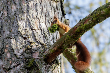 Eichhörnchen (Sciurus vulgaris) mit Nestmaterial