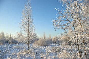 winter landscape with blue sky background