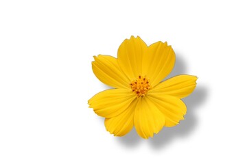 yellow flower isolated on white background