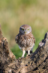 The little owl (Athene noctua) sitting on the stump. A small owl with yellow eyes sits low to the ground on a tree stump.