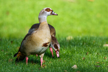 Nilgänse (Alopochen aegyptiacus)