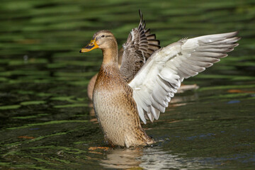 Stockente (Anas platyrhynchos) Weibchen